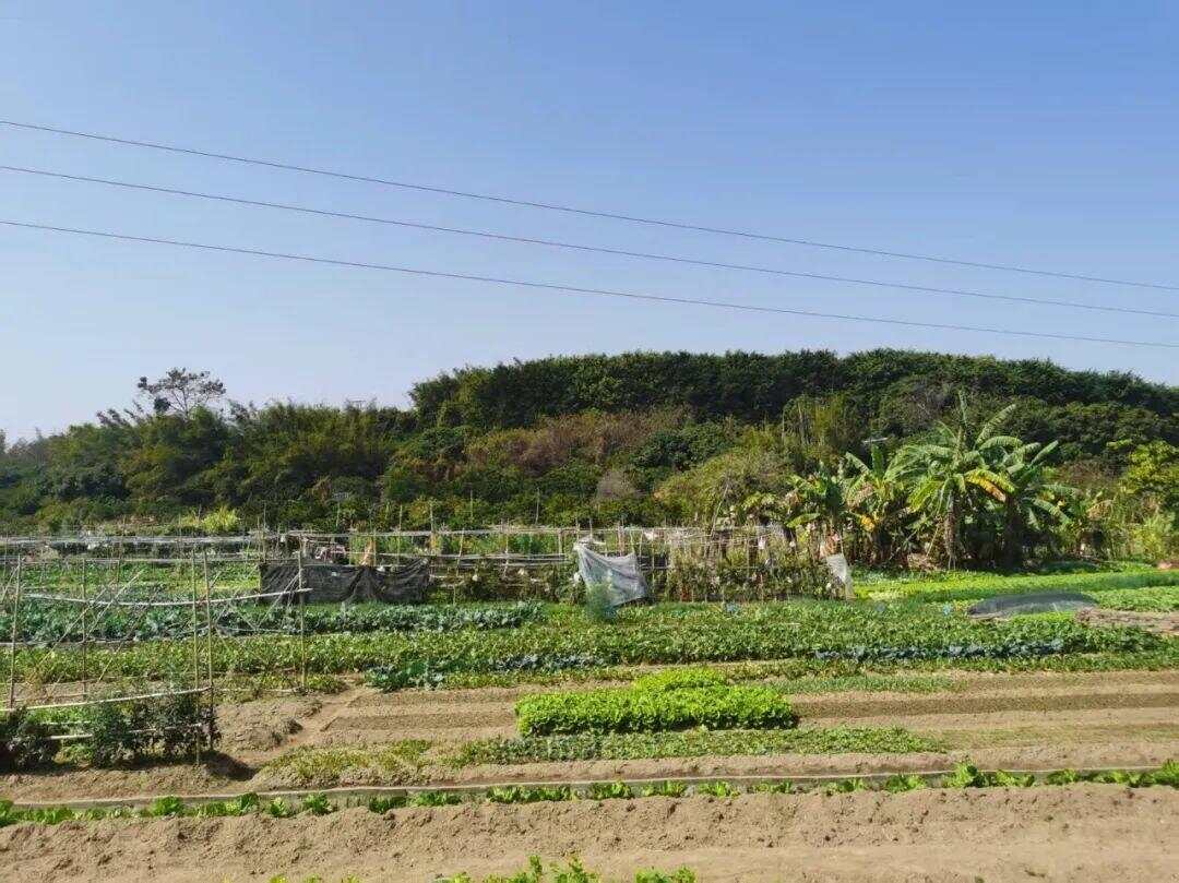 别了深井-新洲轮渡！(图8)